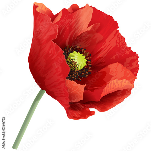 Poppy flower on a green stem.