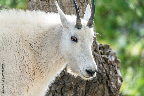 Poster Closeup of the face of a rocky mountain goat in Custer State Park in South Dakot