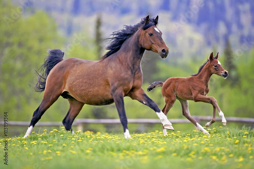 Bay Mare and Foal galloping together in spring meadow
