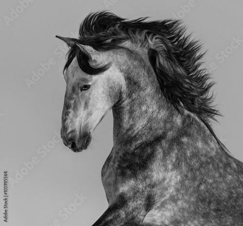 Dapple-grey Andalusian stallion - portrait in motion Poster