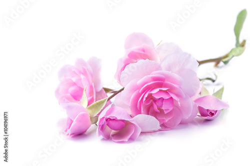 Pink rose flowers isolated on white background