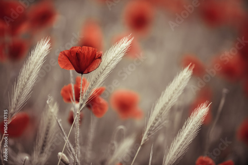 Klatschmohn im Frühling