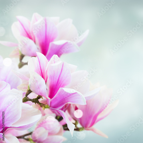 kwitnaca-rozowa-magnolia-kwiaty
