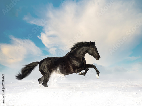 Obraz na płótnie Black horse run in the snow