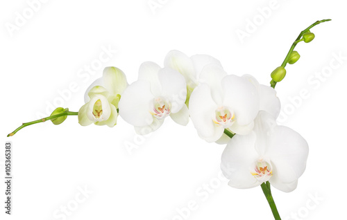 white orchid isolated on white background