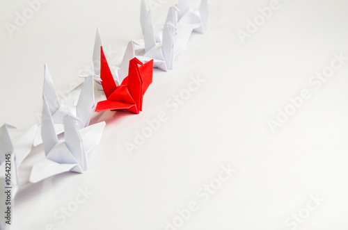 Poster Close up red bird leading among white, Leadership concept, copy space