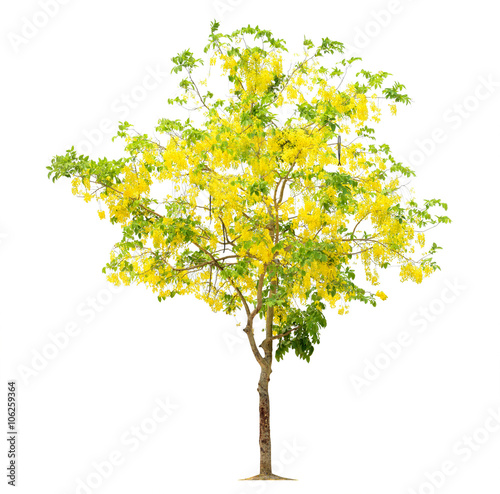 Lacobel Tree flower yellow, Tree image, Tree object, Tree JPG isolated o