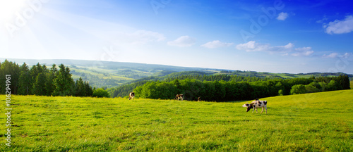 Summer landscape with green grass and cow.
