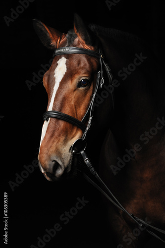 Obraz Fotograficzny Portrait of a bay horse