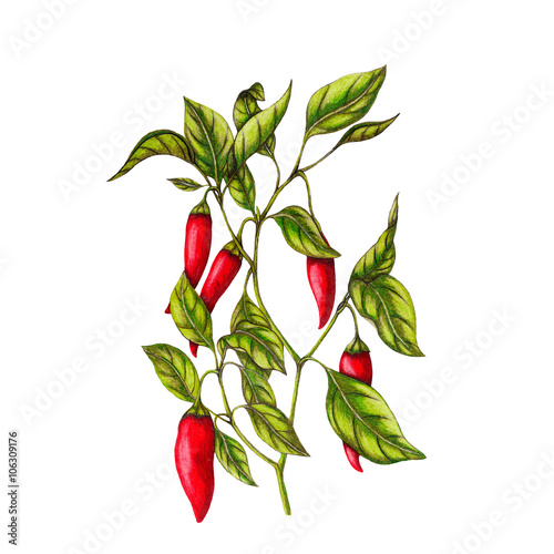 Póster Chili pepper