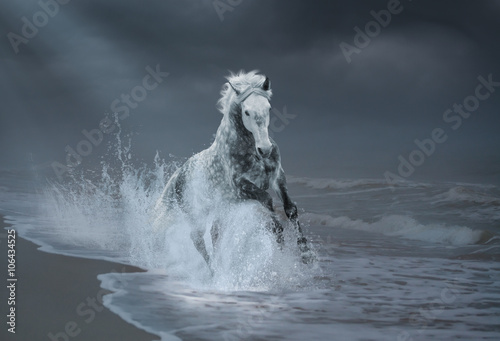Obraz na płótnie Gray horse run on the seacost