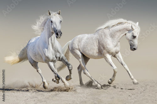 Obraz na płótnie Two white horse run 