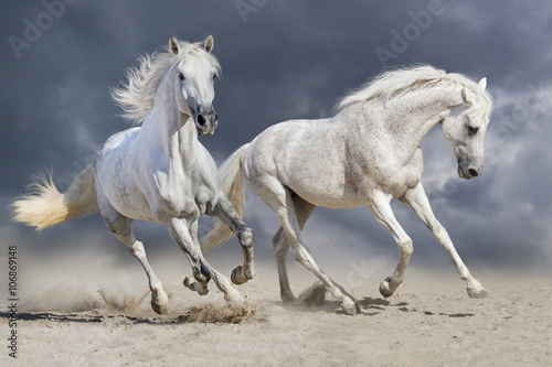 Obraz na płótnie Couple of horse run against cloudy blue sky