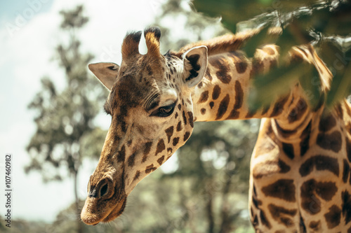 Obraz na płótnie A young beautiful giraffe in National park Nairobi, Kenya 