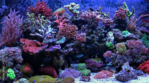 niesamowity-moment-akwarium-coral-reef