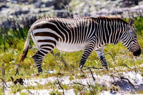 Mountain Zebra in the Cape