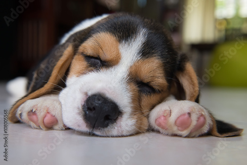 beagle puppy