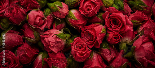 roses-with-drops-of-water