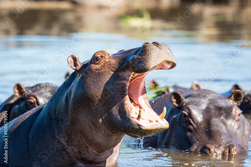 Obraz na płótnie Hippo showing teeth