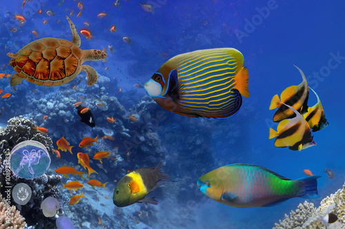  Colorful coral reef with many fishes and sea turtle