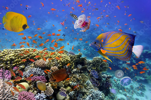 Lacobel Coral Reef and Tropical Fish in the Red Sea