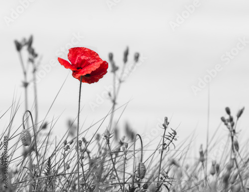 Coquelicot en couleur sur fond noir et blanc