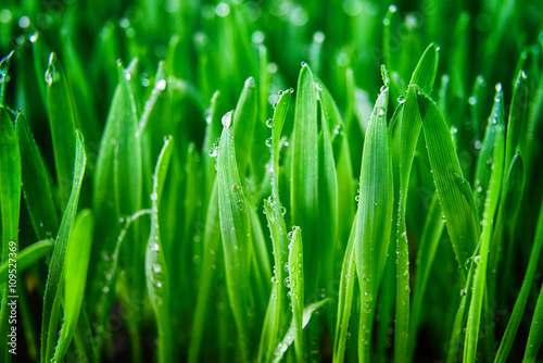 green grass