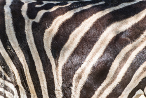 Zebra skin detail