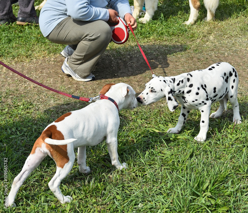 Young puppies making friends