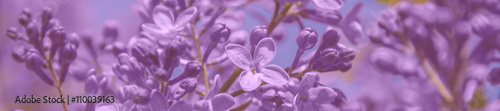 Fototapeta Panorama fragrant flowers and buds of lilac