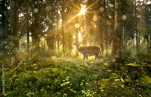 Hirsch in nebligem Wald