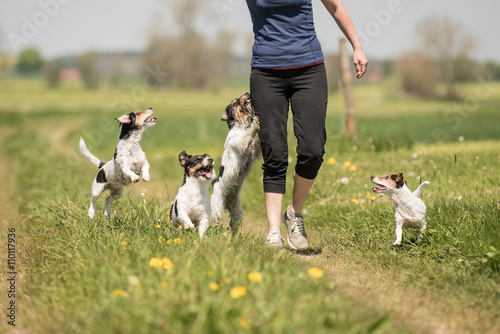Poster Spaziergang mit vielen Hunden, Beschäftigung mit Jack Russell Terrier