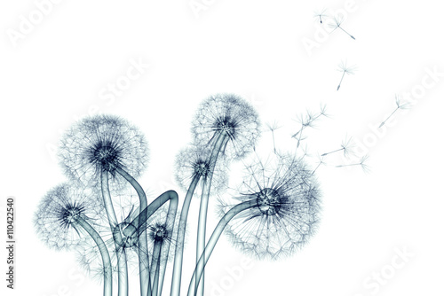Obraz na płótnie x-ray image of a flower isolated on white , the Taraxacum dandel