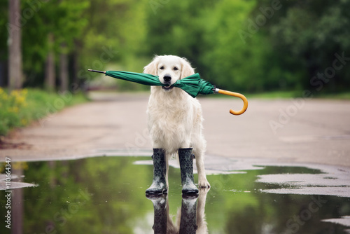 Poster golden retriever dog in rain boots holding an umbrella