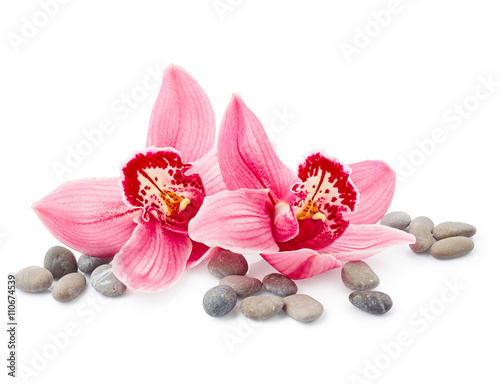 Orchid flowers