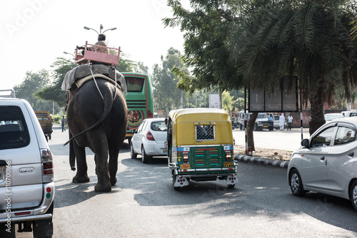 Obraz na płótnie Elephant Walking on Road