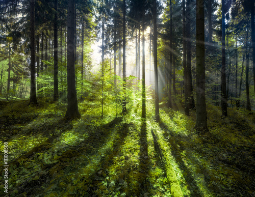 Grüner Wald im Sommer mit Sonnenstrahlen