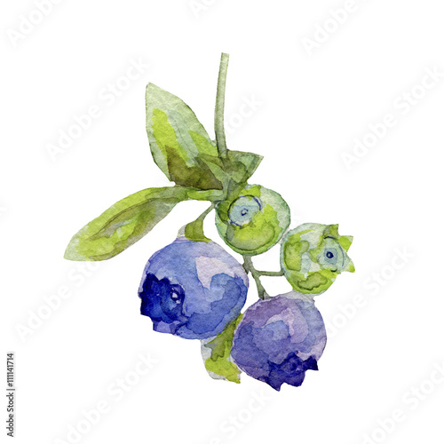 Zdjęcia Blueberries with leaves, watercolor illustration