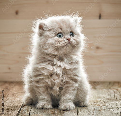 beautiful small kitten Poster