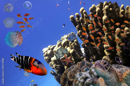 Pinturas sobre lienzo Coral Reef and Tropical Fish iin the Red Sea, Egypt