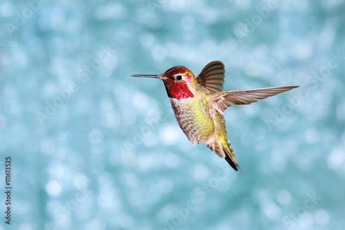 Poster Male Annas Hummingbird in Flight, showing its beautiful gorget, green backgroun
