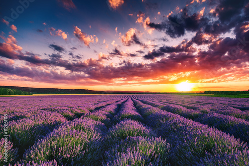 Lavender flower blooming fields in endless rows. Sunset shot.