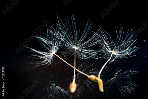 Fototapeta Dandelion flower seed