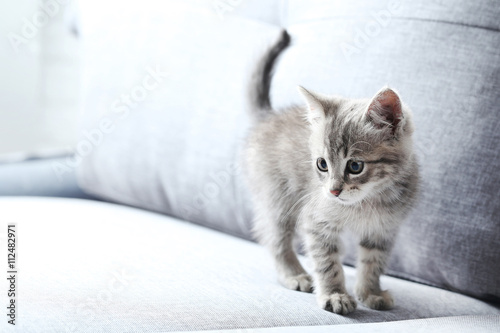 Obraz na płótnie Beautiful little cat on a grey sofa