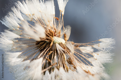Obraz na płótnie white wet fluffy dandelion macro closeup
