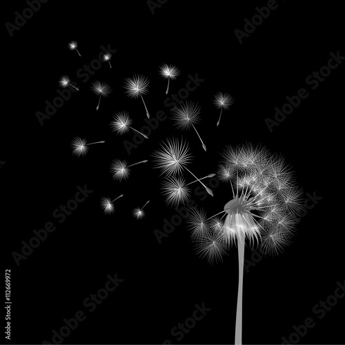 white-dandelion-on-black-background-flying-spores-concept-of-wishing-tenderness-and-summer-time