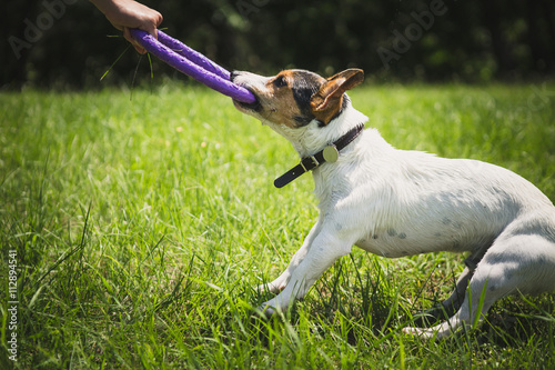 man playing with small dog breeds Jack Russell Terrier in a bright ring on the grass on a summer day