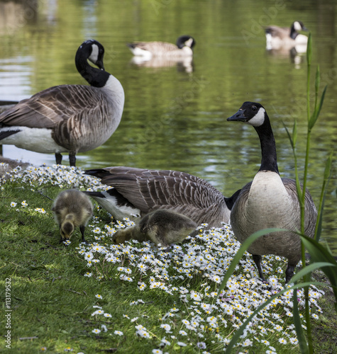 Poster Canadian Geese goslings feeding at Alexandra Park, Oldham, England