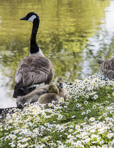 Poster Canadian Goose with goslings at Alexandra Park, Oldham, England