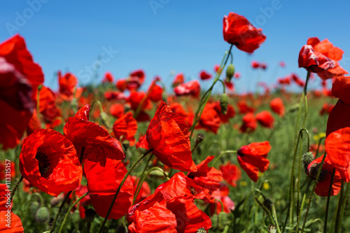 Meadow with poppy flowers, Polish landscape